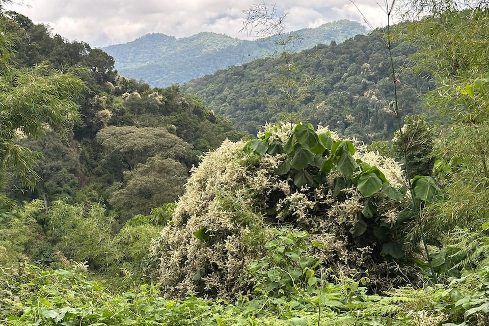 Foresta impenetrabile Bwindi