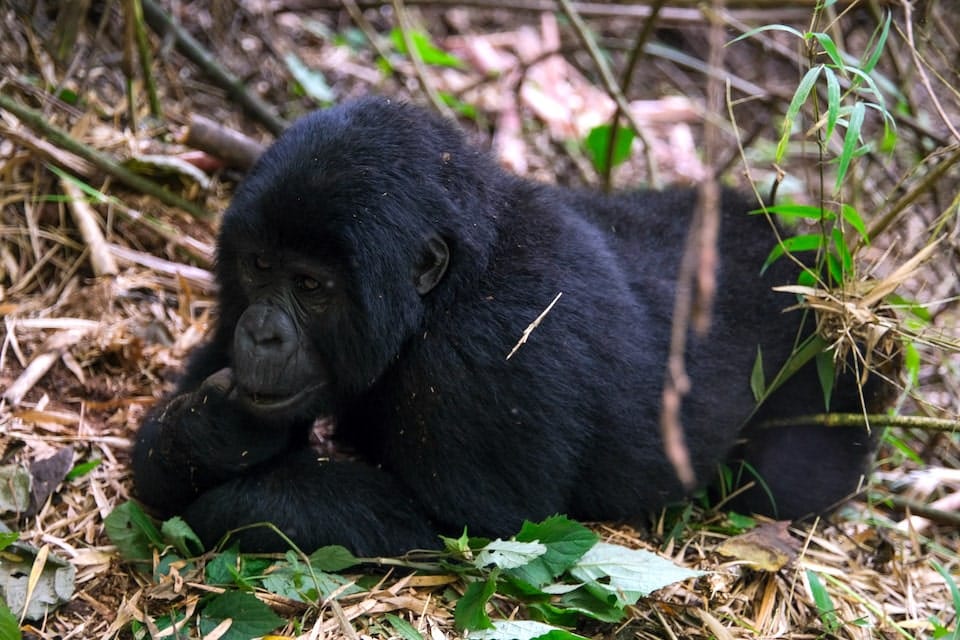 gorilla trekking a bwindi
