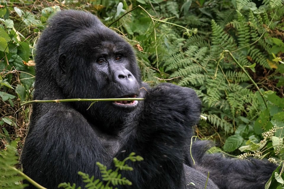 silverback gorilla bwindi